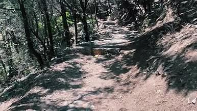 自然景观林间小路4K高清实拍视频素材视频的预览图